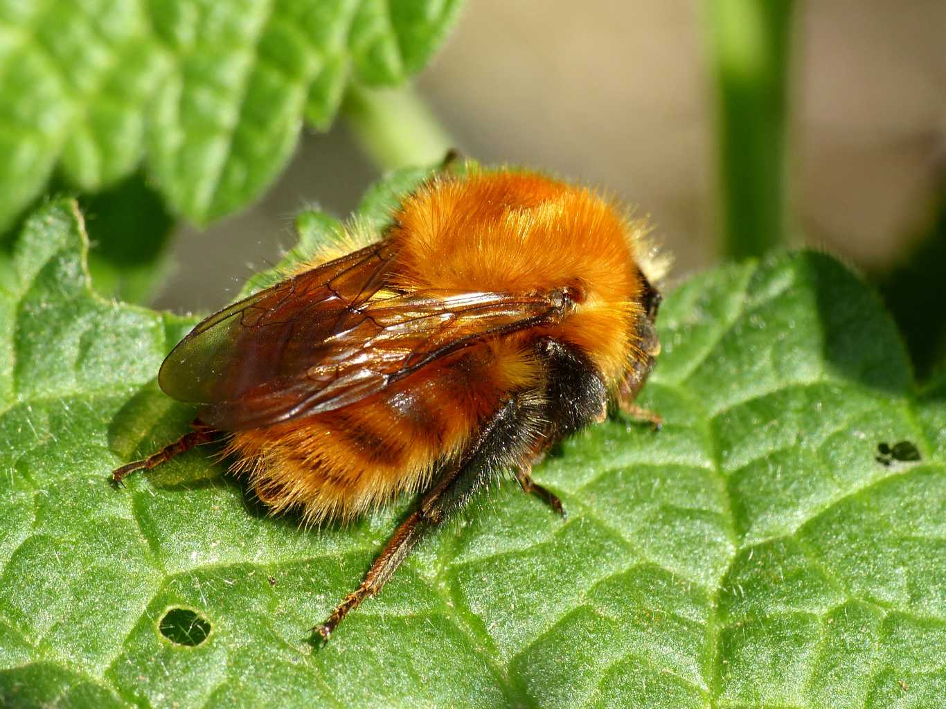 Bombus pascuorum melleofacies